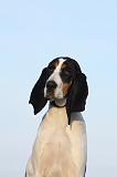 CHIEN COURANT BERNOIS 013